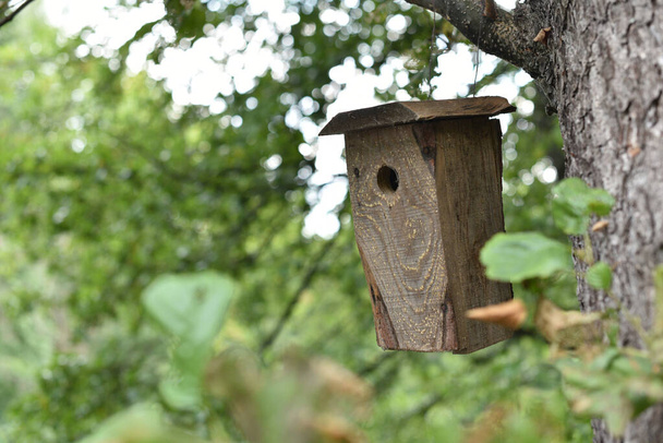 light, wooden birdhouse for birds, suspended on a branch in the park, by the river in the fall - Photo, Image