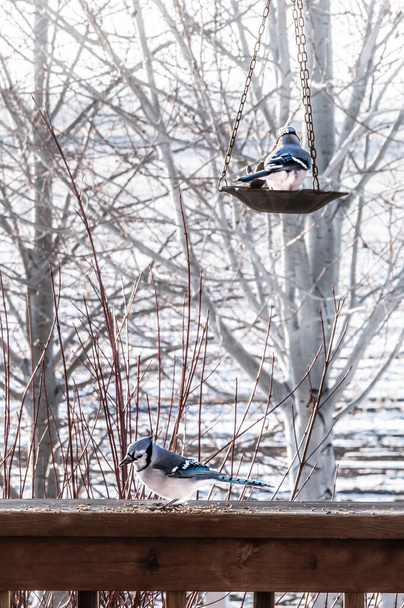 Bluejay alimentando-se de sementes de aves no final do inverno
 - Foto, Imagem