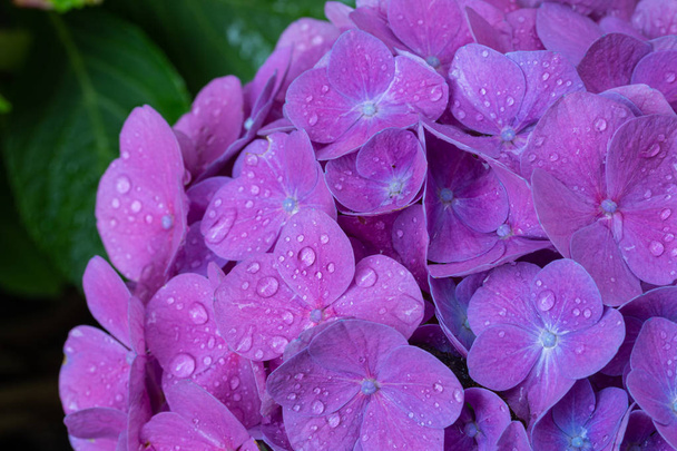 water drops of hydrangea flower petals close up - Photo, Image