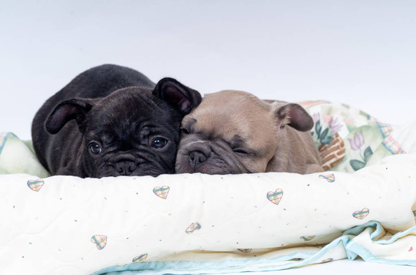 Francés Bulldog cachorros durmiendo en su cama,, 6 semanas de edad
 - Foto, imagen