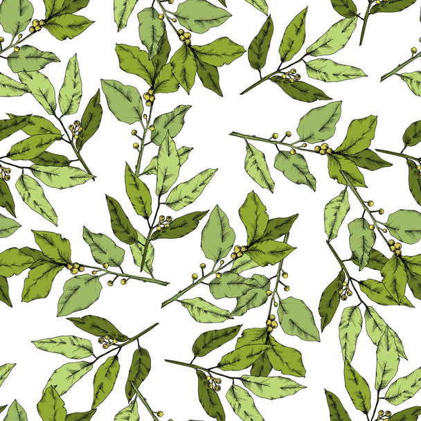 Vector green laurus leaf. Leaf plant botanical garden floral foliage. Seamless background pattern. - Vettoriali, immagini
