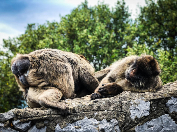 gibraltar macacos close up vista
 - Foto, Imagem