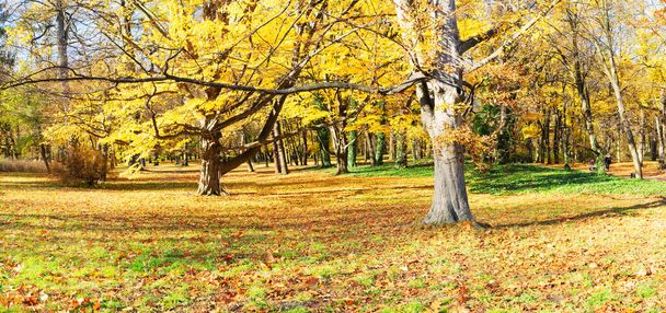 Vibrant fall foliage - Фото, зображення