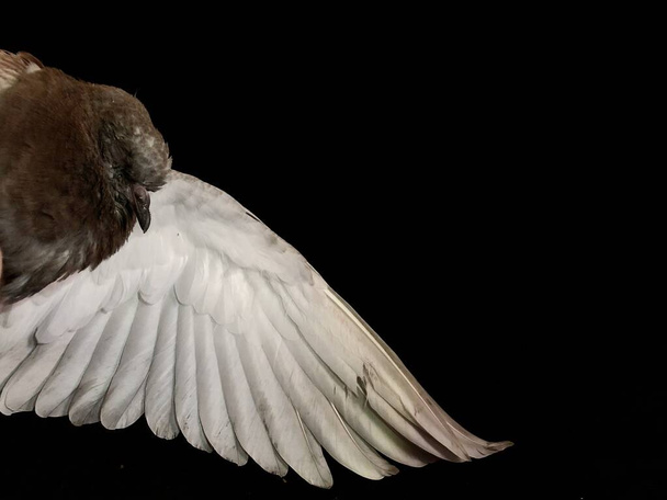 Colomba sollevò un'ala bianca su uno sfondo nero. Uccello grigio con s
 - Foto, immagini