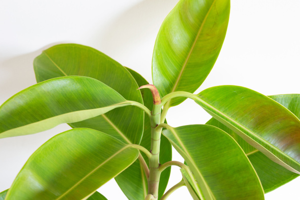Green rubber plant leaves on white - Foto, Imagem