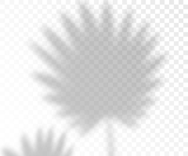 Lighting shadows palm leaves overlay, 3d realistic vector illustration isolated. - Vector, Image