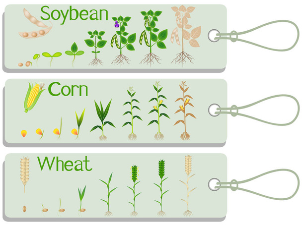 Szója-, kukorica- és búzanövény-növekedési ciklus címkék. - Vektor, kép