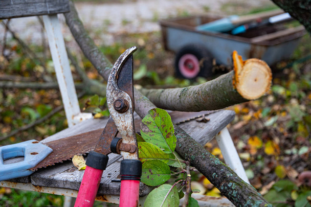 Tuinieren in de herfst, tuinscharen, een ijzerzaag en een tuinkruiwagen bij een appelboom. - Foto, afbeelding