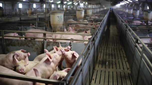 industria ganadera porcina jaula ganadera
 - Imágenes, Vídeo