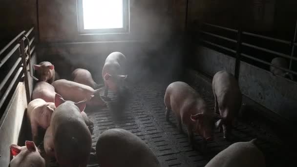 industria ganadera porcina jaula ganadera
 - Metraje, vídeo