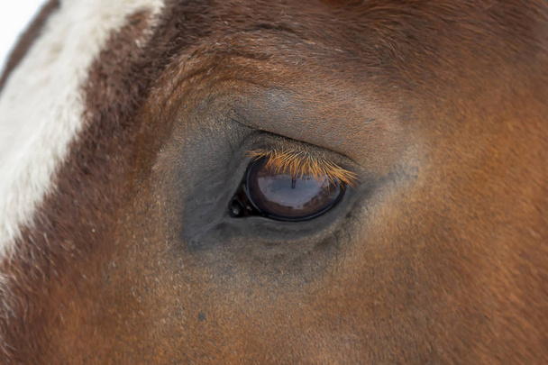 Olhos detalhados de cavalo de esboço pesado
 - Foto, Imagem