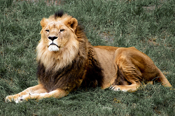Гордий лев лежить на траві
 - Фото, зображення