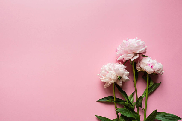 Piękne kwiaty piwonii na pastelowym różowym tle, przestrzeń do kopiowania tekstu, widok z góry, płaski styl lay. Szczęśliwego Dnia Matki, makieta z kartkami okolicznościowymi. Międzynarodowy Dzień Kobiet. Wzór na Walentynki - Zdjęcie, obraz