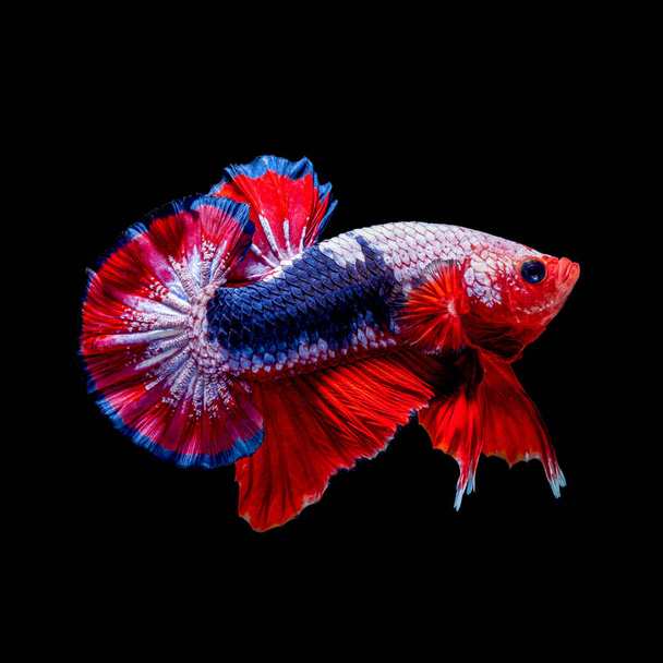 İçinde belgili tanımlık akvaryum daha iyi balık mücadele  - Fotoğraf, Görsel