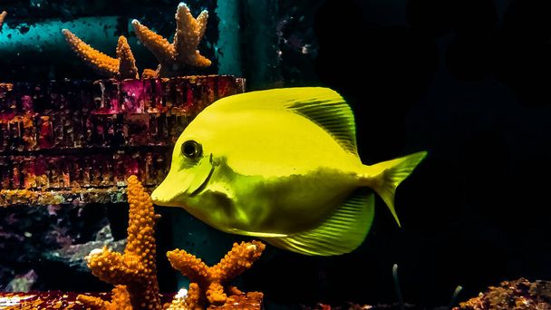 żółta ryba - Zdjęcie, obraz