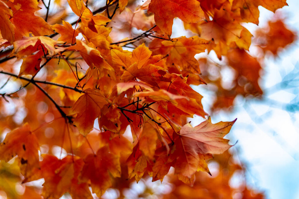 Hojas de otoño cambiando de color en Toronto, Ontario, Canadá
. - Foto, Imagen