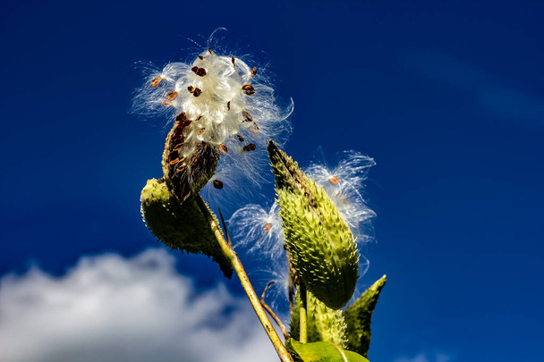 Milkweed Releasing its Silky Seed Pod into the Wind
 - Фото, изображение