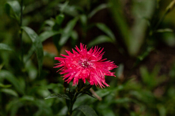 Una flor de color rosa brillante raggy buscando en un día autmn frío en Toront
 - Foto, imagen