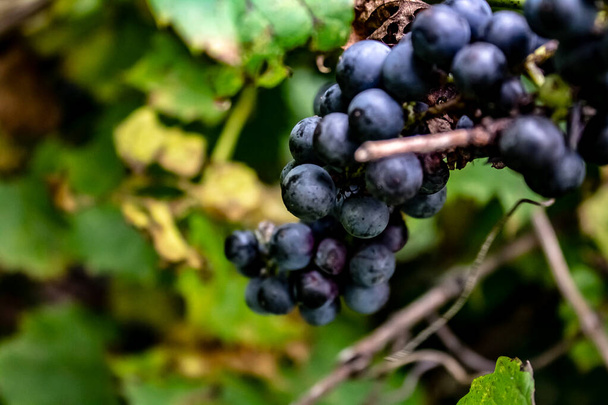 Luonnonvaraiset viinirypäleet kasvavat viiniköynnöksen jälkeen yön kaste
. - Valokuva, kuva
