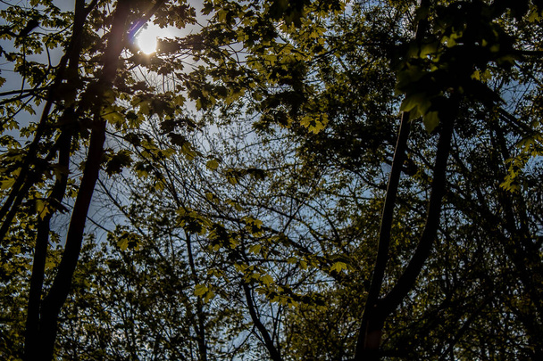 Il sole splende tra le foglie sugli alberi
 - Foto, immagini