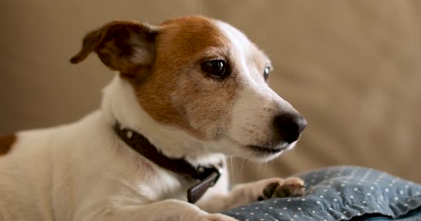 Jack russell dog lies on the couch - Footage, Video