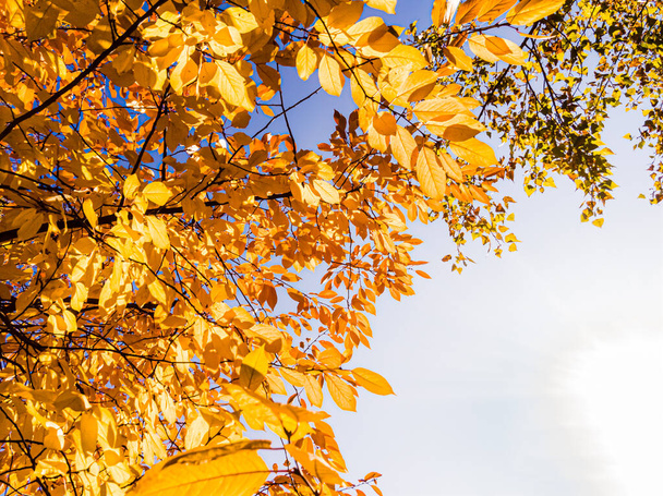 Помаранчеве листя біля річки восени. - Фото, зображення