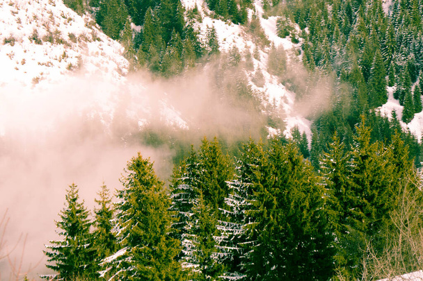 Tops of Mountain Coniferous Trees in Winter Season - Photo, image