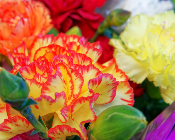 Çeşit çeşit renkli karanfil çiçekleri, güçlü bokeh - Fotoğraf, Görsel