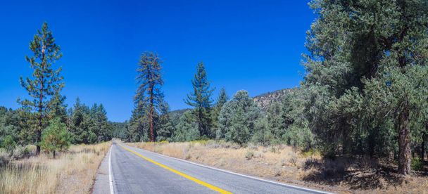 Panorama de la route à travers les pins de montagne
 - Photo, image