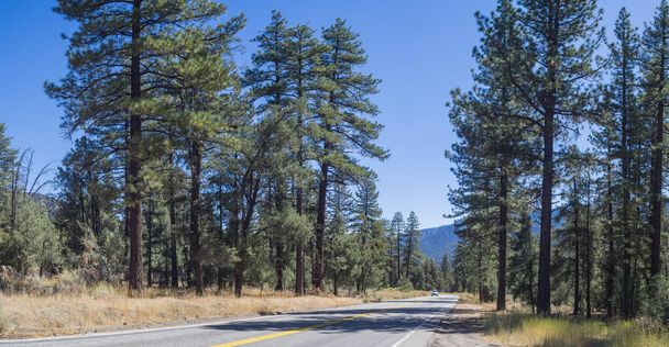 Autopista a través de los pinos de California
 - Foto, Imagen