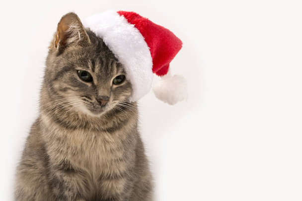 サンタの帽子の猫クローズアップ。新年、白い孤立した背景にクリスマス猫、はがき、バナーのために。正面図、テキストの場所、スペースのコピー. - 写真・画像