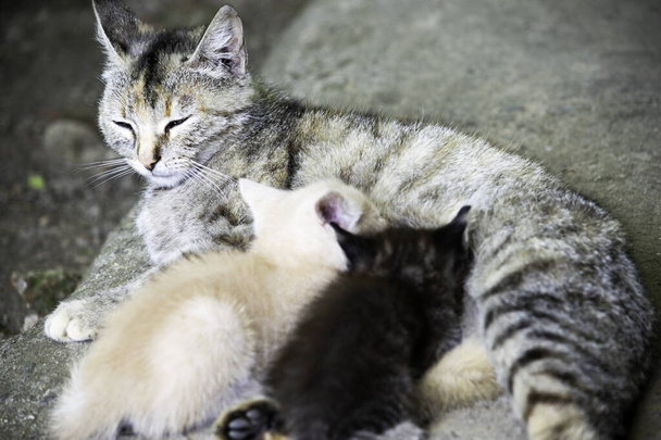 graue Katze säugt ihre kleinen hungrigen Kätzchen - Foto, Bild