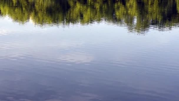 Reflejos de árboles en un lago - Metraje, vídeo