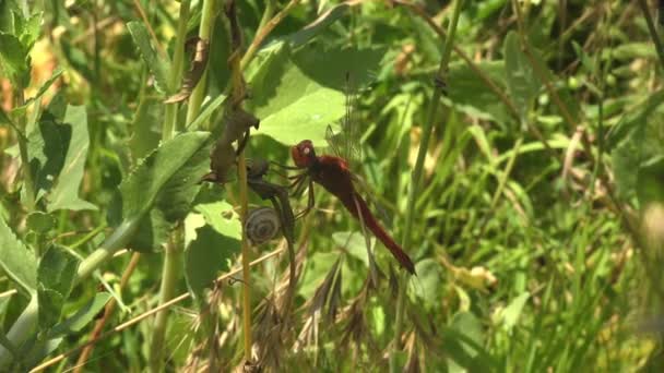 Crocothemis erythraea, dragonfly in family Libellulidae, broad scarlet, common scarlet-darter, scarlet darter, scarlet dragonfly sitting on stem of grass on green background. Macro view insect - Footage, Video