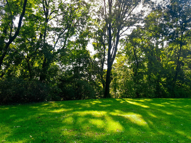 landscape with trees in the park - Photo, image
