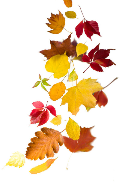 Juhar őszi levelek esik a földre, fehér alapon. - Fotó, kép
