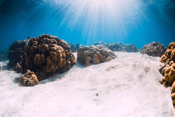Óceán homokos fenékkel és korall víz alatt Hawaii - Fotó, kép