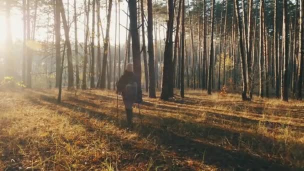 Female hiker is trekking through the forest on sunny autumn day - Footage, Video