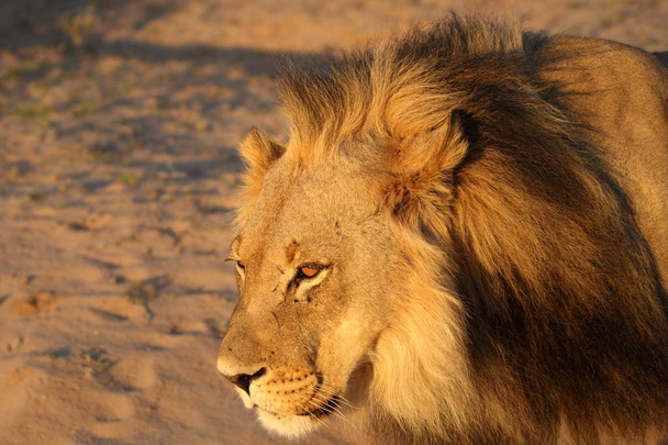Lew samiec (Panthera leo) spaceruje po pustyni Kalahari i szuka reszty swojej dumy w porannym słońcu. Piasek w tle. - Zdjęcie, obraz
