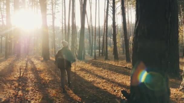 Kobieta wędrowca wędruje przez las w słoneczny jesienny dzień - Materiał filmowy, wideo