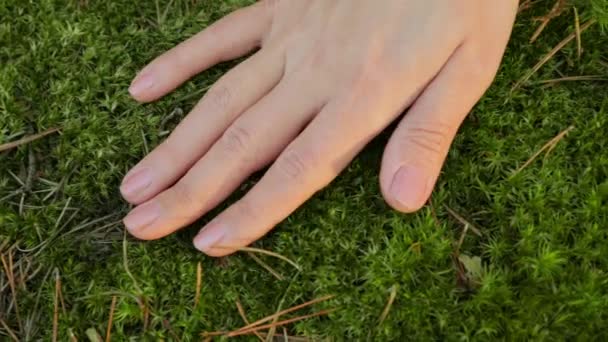 Mano de mujer tocando suavemente el musgo en el bosque de pinos
 - Metraje, vídeo