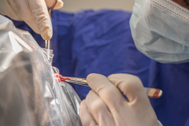Dierenarts met scalpel vlak voor de operatie. Close-up van een vrouw w - Foto, afbeelding