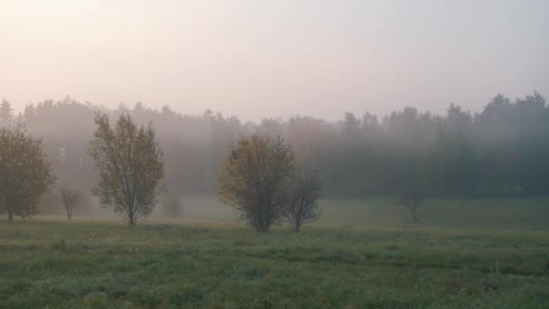 Panoramic view of the autumn forest in the fog. - Кадры, видео