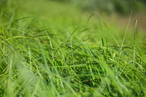 Green grass on wind in warm summer day - Фото, изображение