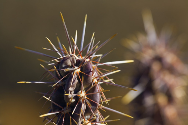 Detail Of Cholla Cactus - Zdjęcie, obraz