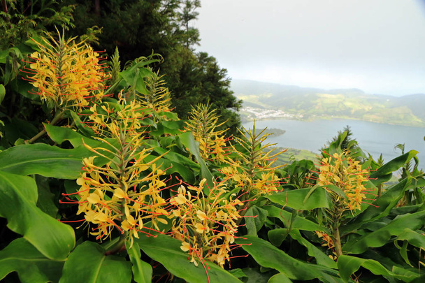 Flores silvestres em Água de Pau Maciço, Ilha de São Miguel, Açores, Portugal
  - Foto, Imagem