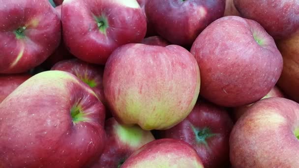 4k widok z bliska świeżo zebrane czerwone miód soczyste jabłka w sezonie zbiorów wprowadzonych na rynek lub bazarze na sprzedaż. Kontekst żywności - Materiał filmowy, wideo