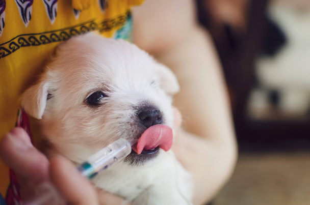 O cachorro terrier branco de um mês de idade West Highland. O pequeno cão adorável bonito está olhando para a câmera. Cão está comendo uma mistura especial
 - Foto, Imagem