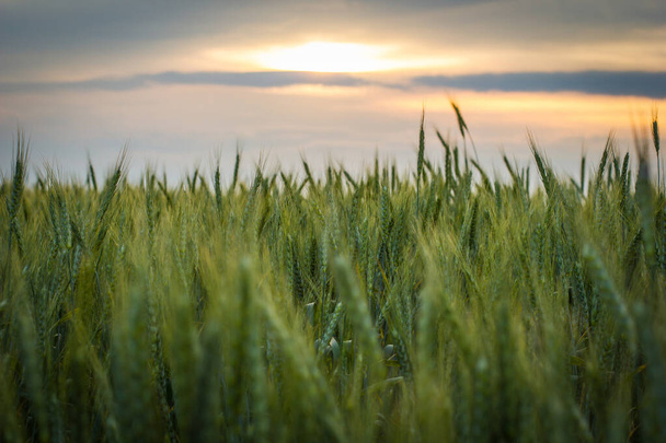 Big Field of green wheat in the evening in summer - Zdjęcie, obraz