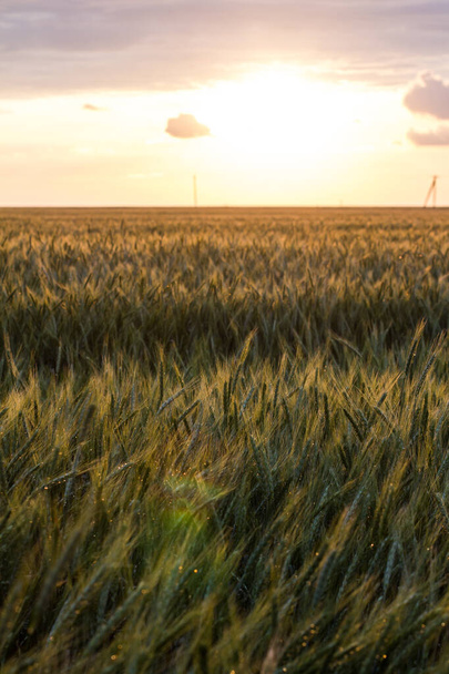 Big Field of green wheat in the evening in summer - Fotoğraf, Görsel